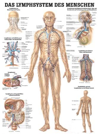 Lehrtafel Lymphsytem 70x100cm